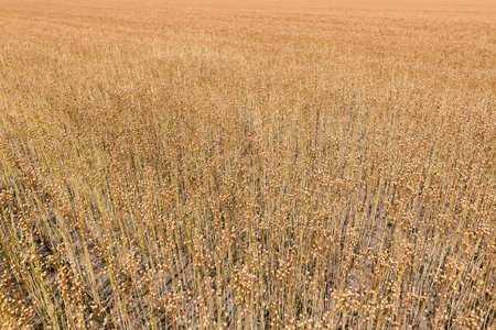 The The ripening flax in a field and ready for harvesting. in a field and ready for harvesting.の写真素材