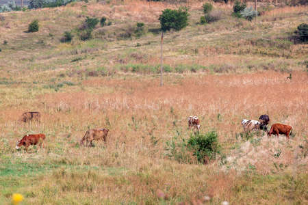 Cows are grazed in the rural field of a dry grass.の写真素材