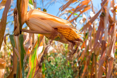 Corn, the field of corn with a ripe harvest of ears of grain crops.の写真素材