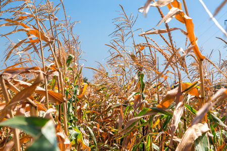 Corn, the field of corn with a ripe harvest of ears of grain crops.の写真素材