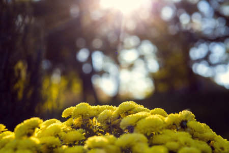 a bouquet of yellow chrysanthemum blossoms against a background of bokeh trees and back rays of...