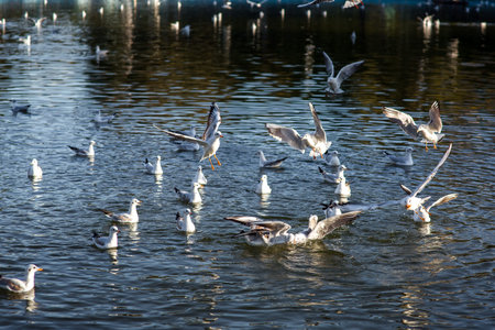 A group of gulls catches food in the lake, swimming and flying over the water.
