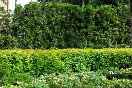 Green hedge of evergreen thuja and summer leafy bushes and green flowers with white blossoms,...