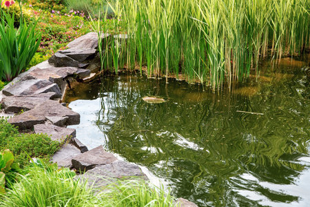 The landscape design of an artificial pond with water and reeds is paved along the edge of the shore with a decorative stone and planted around leafy plants, close-up nobody.