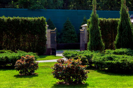 Landscape with deciduous bushes and thuja bush and tree in the background a hedge.の写真素材