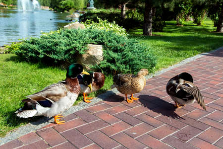 ducks on sidewalk by a pond with a fountain and landscaping with plants.の写真素材