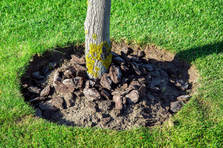 Mulching the crown of a tree in a garden with a green lawn and a tree trunk covered with bark.