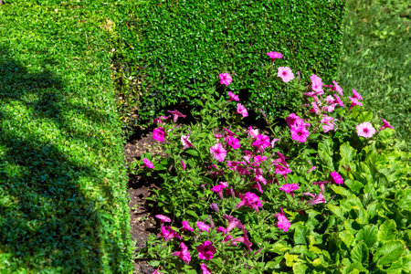 flowerbed with flowers and leaves surrounded by leafy bushes close-up.の写真素材