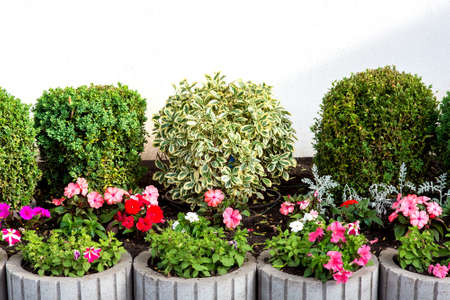 flower bed with leafy bushes in the background, white wall in the front gray stone flowerpots with a blooming petunia, decor of the backyard.の写真素材