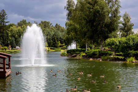 Artificial decorative pond with ducks and fountains in a park with plants, green plants on the lake with floating birds and a fountain on a sunny summer day.の写真素材