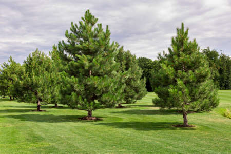 green meadow with a lawn and evergreen pine trees growing in a well-kept park, lush trees with needles.の写真素材