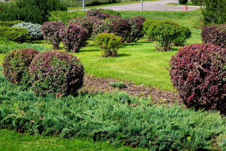 meadow with deciduous bushes and green lawn, landscape of a park lit by sunlight.の写真素材