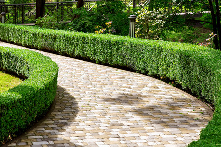 walkway made of stone tiles in a park with a hedge of evergreen bushes and trees lit by the sun.