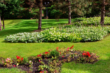 flowerbed with blooming flowers in a clearing with green grass and pine trees on a sunny summer day.の写真素材