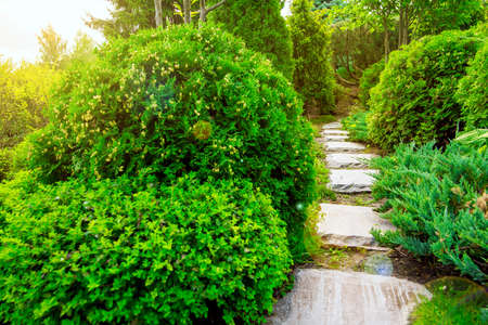 stone footpath in a garden with green plants, landscaping with bushes and a stone path with sun flare.の写真素材