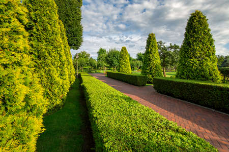 pedestrian walks alley from paving slabs in the garden with hedge of evergreen thuja with sunny day and  clouds on the sky.の写真素材