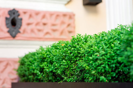 green deciduous bushes grow up in a flowerpot near the facade of the building, close up.
