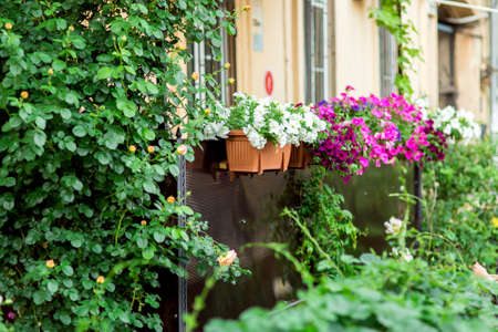 hanging flowerpots with petunia blossoms on the balcony of the building with green plants.の写真素材