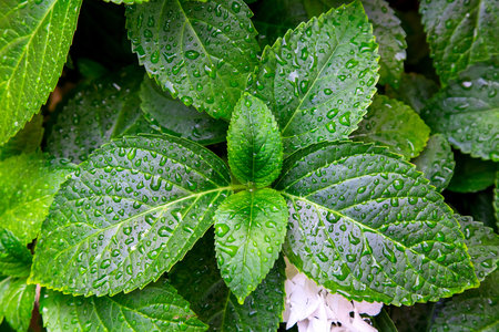 green leaves in drops of water on a flower after rain close up.