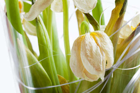 bud of a wilted tulip, a bouquet of spoiled dead flowers close up.の写真素材