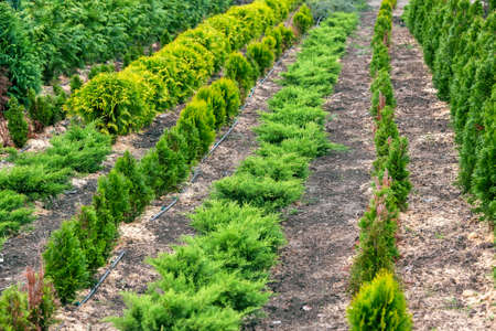 Thuja seedling garden growing in rows, ornamental plants for landscape design.の写真素材