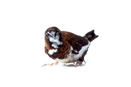 Japanese finch bird with brown and white feathers sits and looking to frame isolated on a white background, birdwatching mock up veterinary ornithology theme with copy space.の写真素材