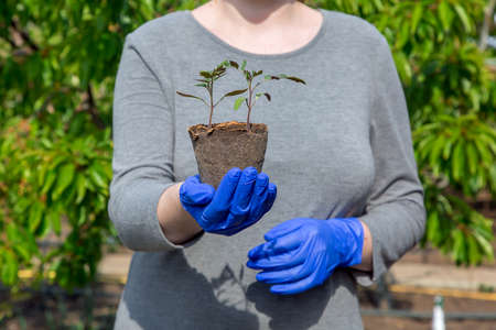 seedling plants with green leaves in an environmentally friendly pot of gardener in gray clothes is hold in hands in gloves, closeup of growth  tomato concept on the agriculture  theme outdoors.の写真素材