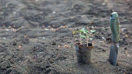 Seedling plant with green leaves in eco-decaying pot stands on the ground of vegetable garden with shovel, closeup of concept of growing vegetables on the theme of agriculture with copy space of soil.の写真素材
