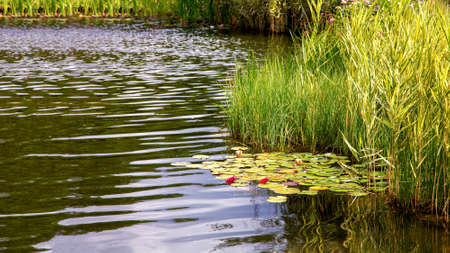 artificial pond with wave in water and aquatic green plants with reeds and blooming water river lilies with reflection.の写真素材