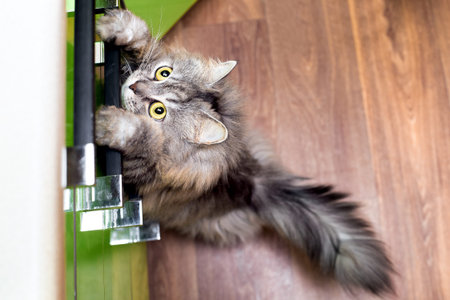 beautiful cat with big eyes and gray striped hair stands on its hind legs in the kitchen and hunt...