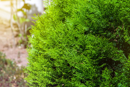 evergreen thuja bush growing in a backyard garden close-up of a plant illuminated by sunlight.