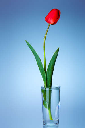 red blooming tulip with a green stem in a transparent glassful glass filled with water decorative object vase with a plant for congratulations on an event, nobody.の写真素材