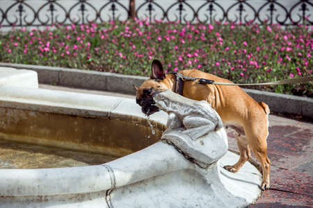 dog french bulldog drinks water from a fountain with a stone statue of a toad in a city park near a flower bed on a sunny summer day.の写真素材