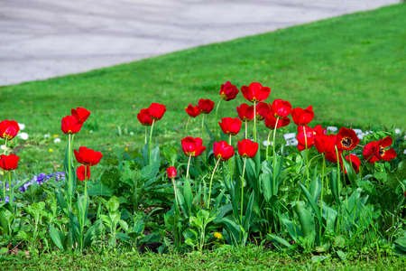 red tulips blooming in a garden flowerbed with green grass sunny spring landscape design, nobody.の写真素材