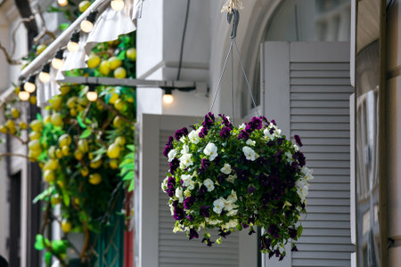 a hanging flowerpot with a blooming petunia on the facade of a building with a canopy of a street cafe with shutters, an object of decor with a plant, nobody.の写真素材