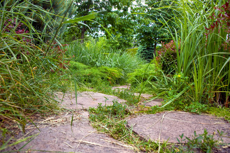 rough different shapes of natural stone path paved in green backyard plants, garden walkway...