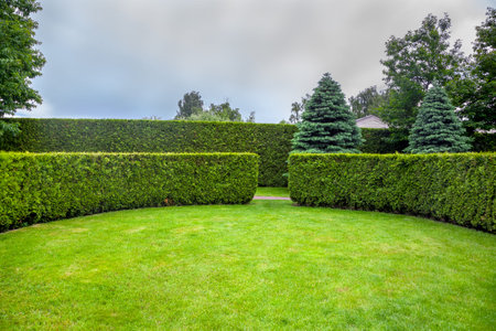 curved thuja hedge in a garden with trees and fir trees and a green lawn spring backyard landscape,...