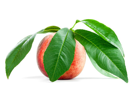 Ripe velvet peach fruit in a peel with green leaves, fresh whole noctarine agricultural fruit with a green leaf isolated on a white background.の写真素材