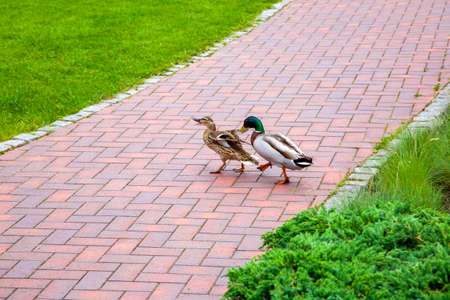 a family of wild ducks walks on a stone tile sidewalk in a park with green grass, a female and a male bird in the city for a walk.の写真素材