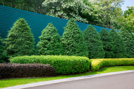 roadside asphalt road with drainage canal with green plants deciduous bushes and pine trees.の写真素材