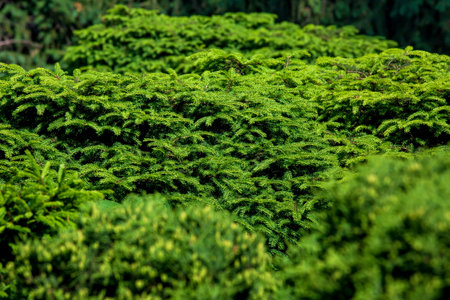 Green branches of pine trees close-up, evergreen texture with selective focus, growth of needles in...