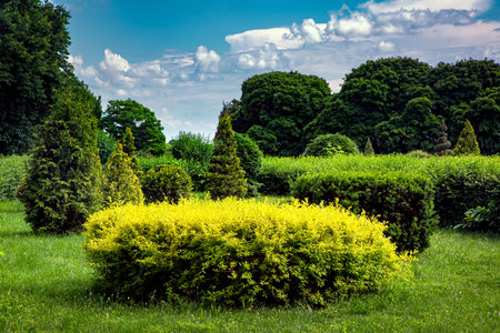 clipped bushes in topiary different shape in the background deciduous trees illuminated by sunlight,...
