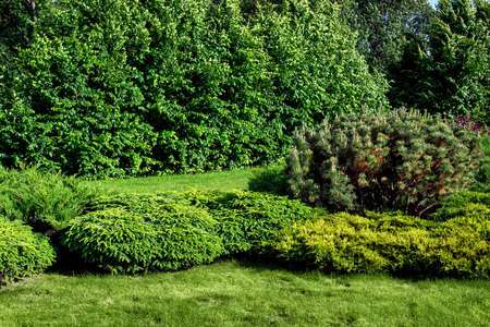 evergreen pine and thuja bushes on a lawn with green grass in a park with deciduous trees on a sunny summer day lit by sun, natural parkland background, nobody.の写真素材