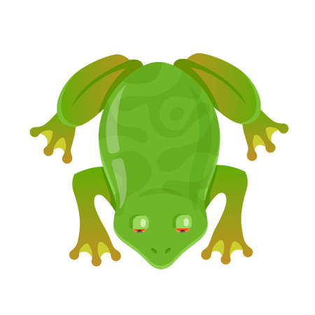 green frog with red eyes on a white background. character vector illustration. view from aboveのイラスト素材