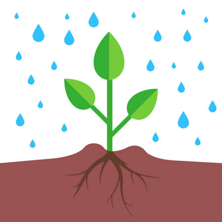 a plant with a root system pours rain. flat vector illustration.のイラスト素材