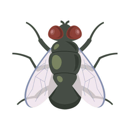 vector illustration of adult dung flies on a white backgroundのイラスト素材