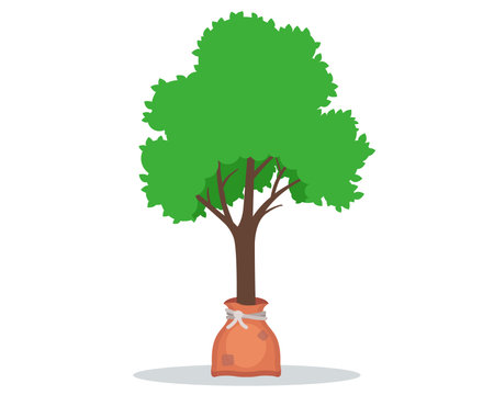 young seedling in a bag. young tree for planting in the ground. flat vector illustration.のイラスト素材