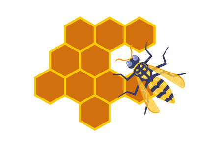 honeycomb bees. produce honey. wild bees.のイラスト素材