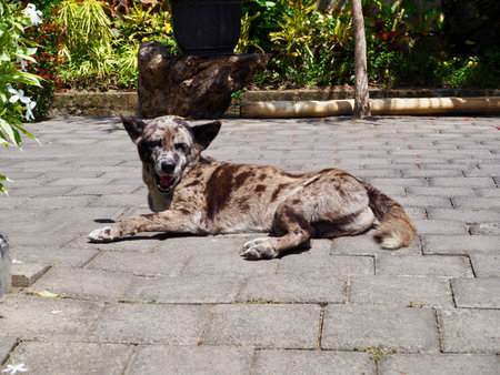 Guard Dog Baliの写真素材