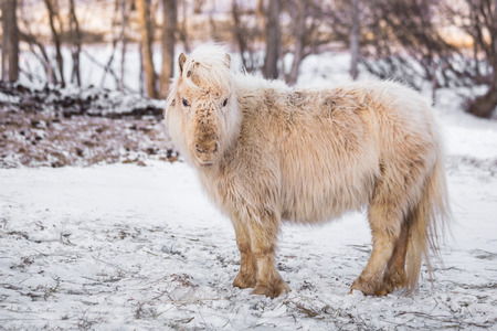 A cute baby pony horse on a snowy field outdoors by the farmの写真素材